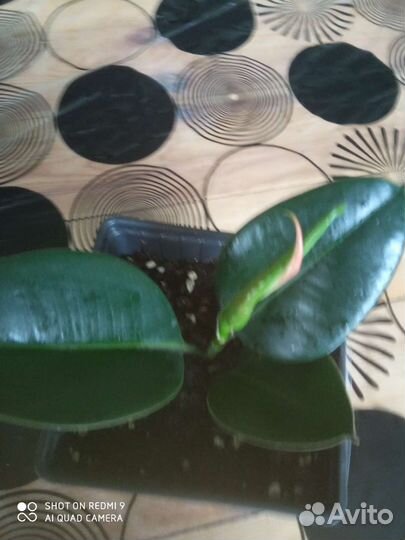 Гиппиаструм, фикус, ирисы