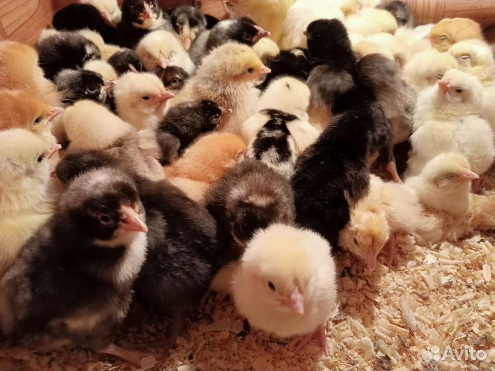 Цыплята