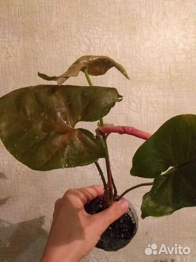 Сингониум Неон, Брокант, Ктенанта, Спатифиллум