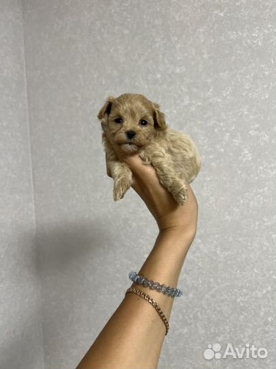 Мальтипу ф1 микро мальчик Корея