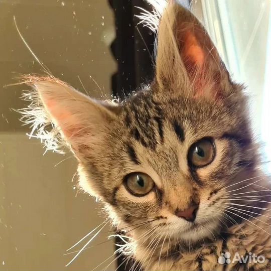 Котенок в самые лучшие руки