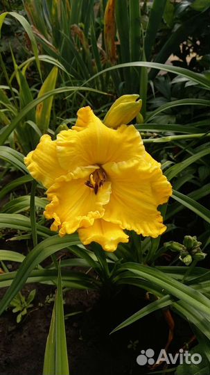 Лилейник сортовой