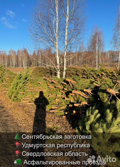 Сосна сентябрьская пушистая опт