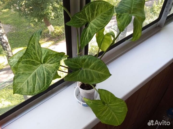 Комнатные цветы Сигнониума