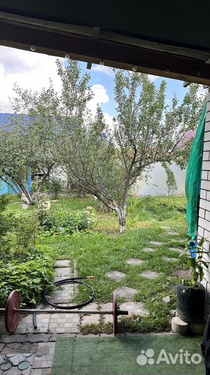 Передержка собак