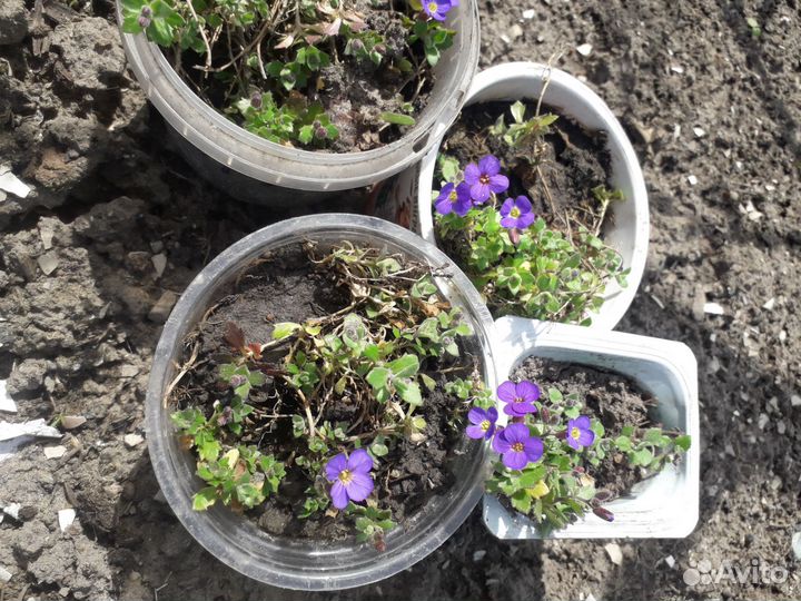 Весенние многолетки