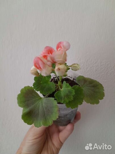 Пеларгония Denis