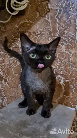 Ласковые девон-рексики