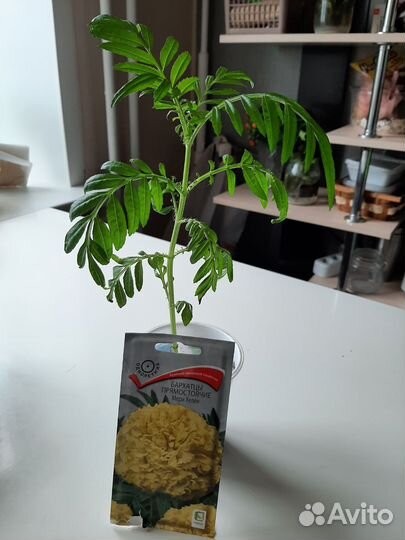 Бархотка рассада