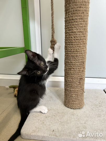 Анфиска 2 мес