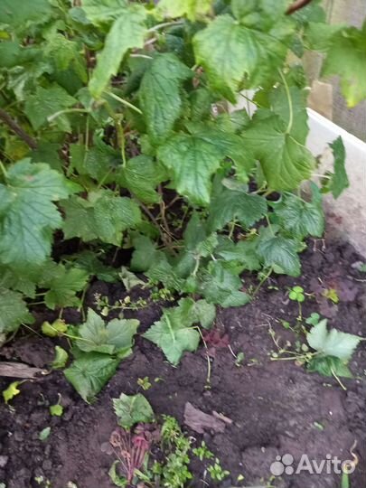 Черная смородина