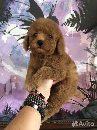 Той- миниатюрный пулель