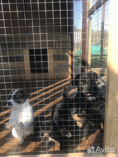 Милые дворняшки