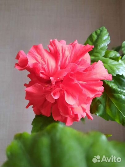 Гибискус китайская роза