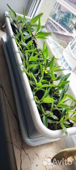 Каланхоэ лечебный