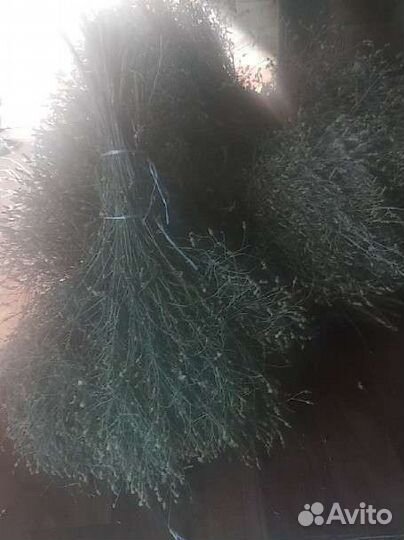 Садовая метла