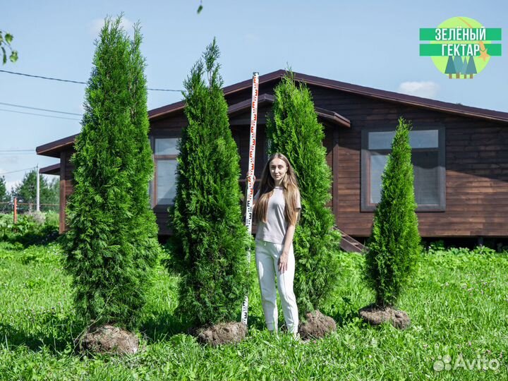 Туи смарагд 1,8 метра свежая копка 2023