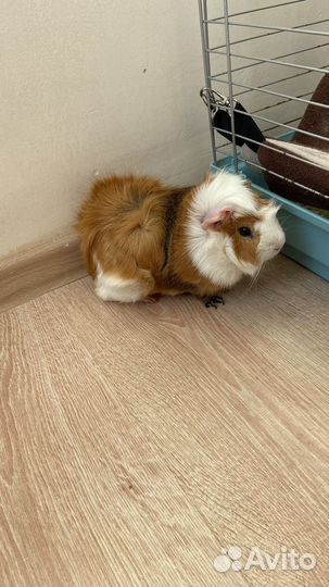 Морская свинка