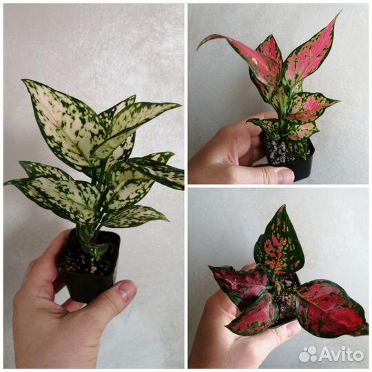 Аглаонемы наборы