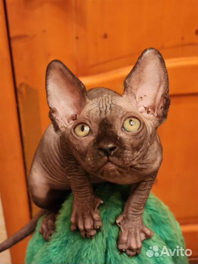 Котята Канадский сфинкс