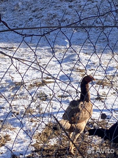 О шамо куры