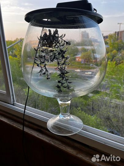 Аквариум бокал