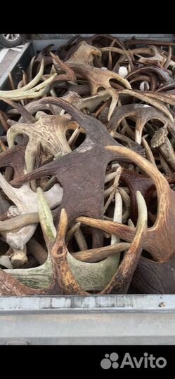 Рога лося и оленя на вес