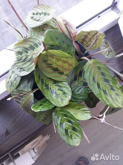 Маранта триколор