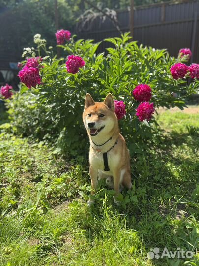 Сиба-Ину Вязка