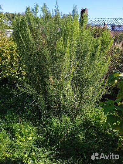 Травы ягоды для сборов