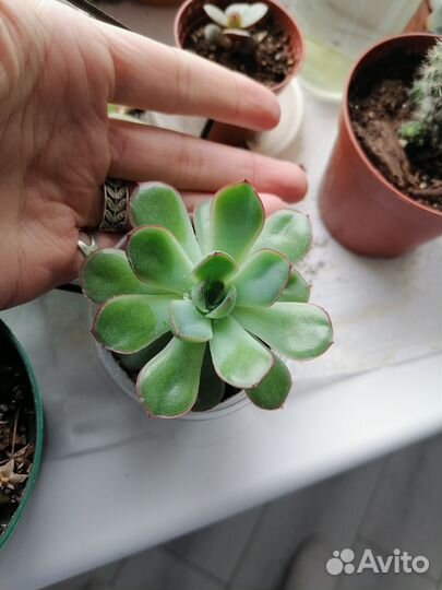 Растения для флорариума суккуленты