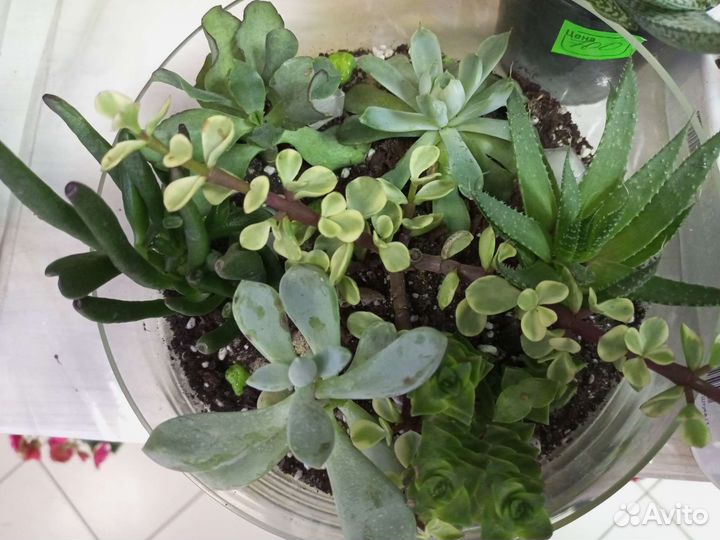 Кактусы и суккуленты