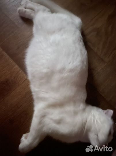 Котята британцы/шотланские