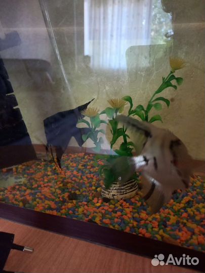 Аквариум с рыбами