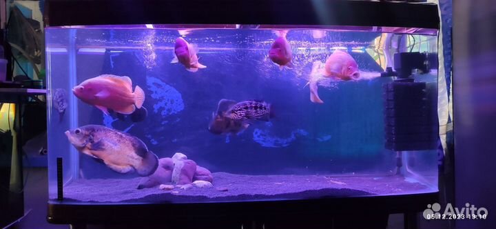 Продаю рыб