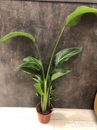 Аглоанемы Стрелиция Фикус Лирата