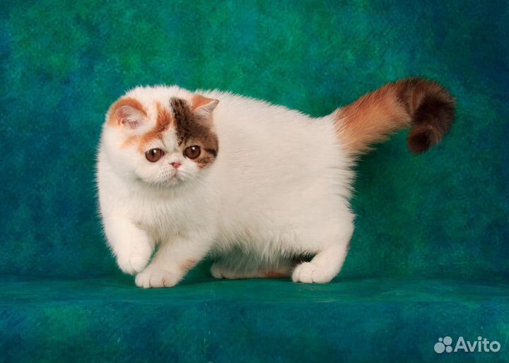 Супер ласковая милашка