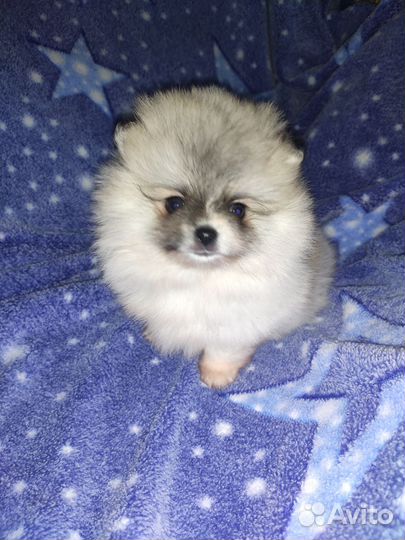 Щенки шпица