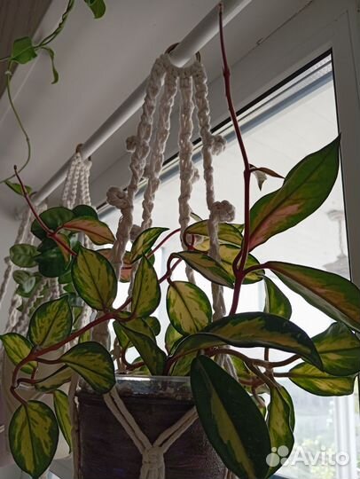 Эпипремнум, филодендрон, сциндапсус