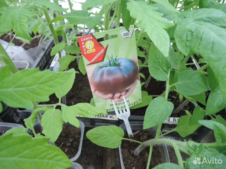 Рассада томатов