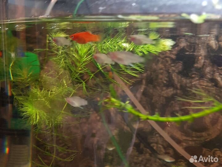 Рыбки Пецилии и Молинезии