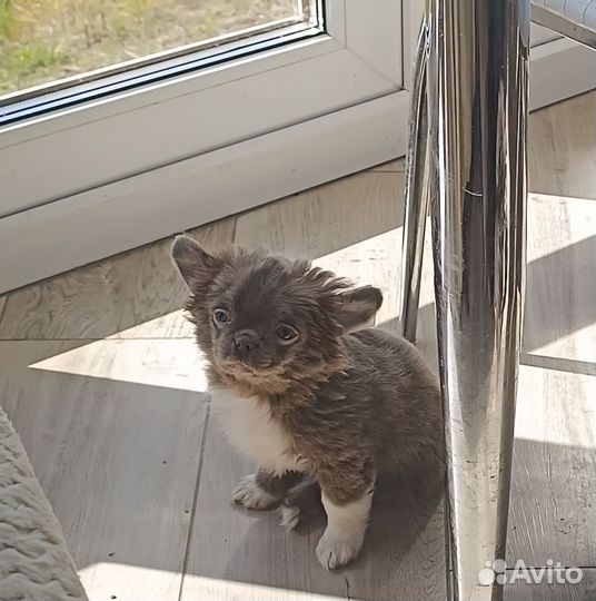 Лиловый мальчик и шоколадная девочка чихуахуа