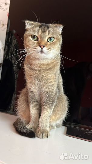 Щотландская кошечка