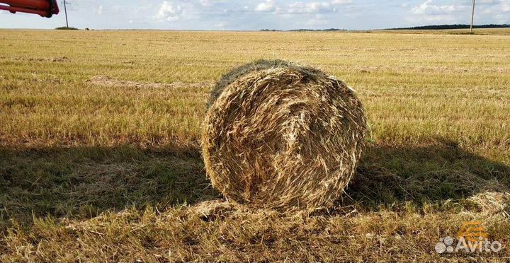 Продам сено в рулонах 2024 года