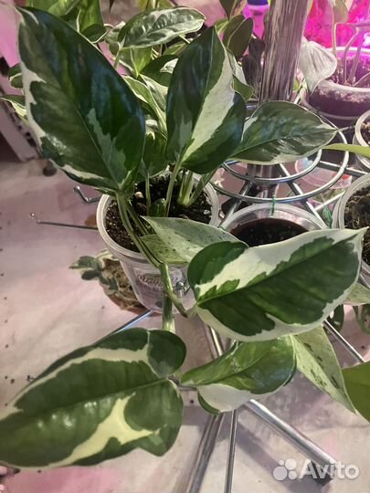 Сциндапсус