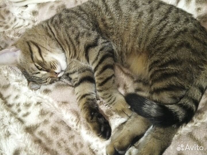 Кот для вязки