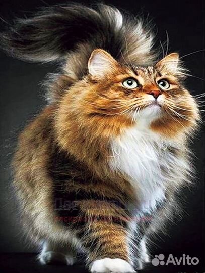 Алмазная мозаика 40x50 Очень пушистый