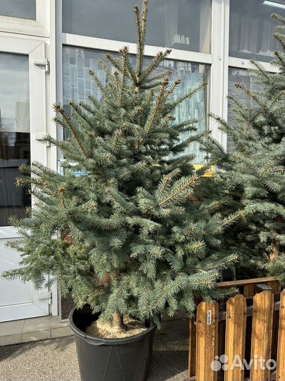 Ель голубая