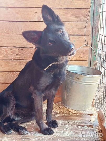 Собака из приюта