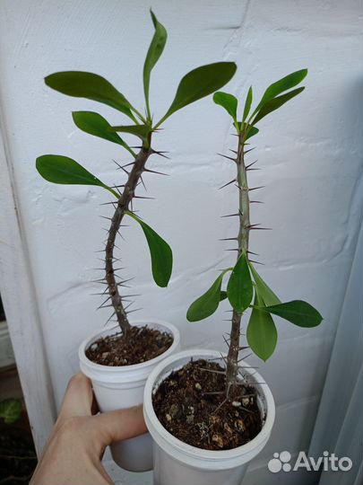 Молочай Миля